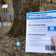 hand with paper guide in front of large tree trunk