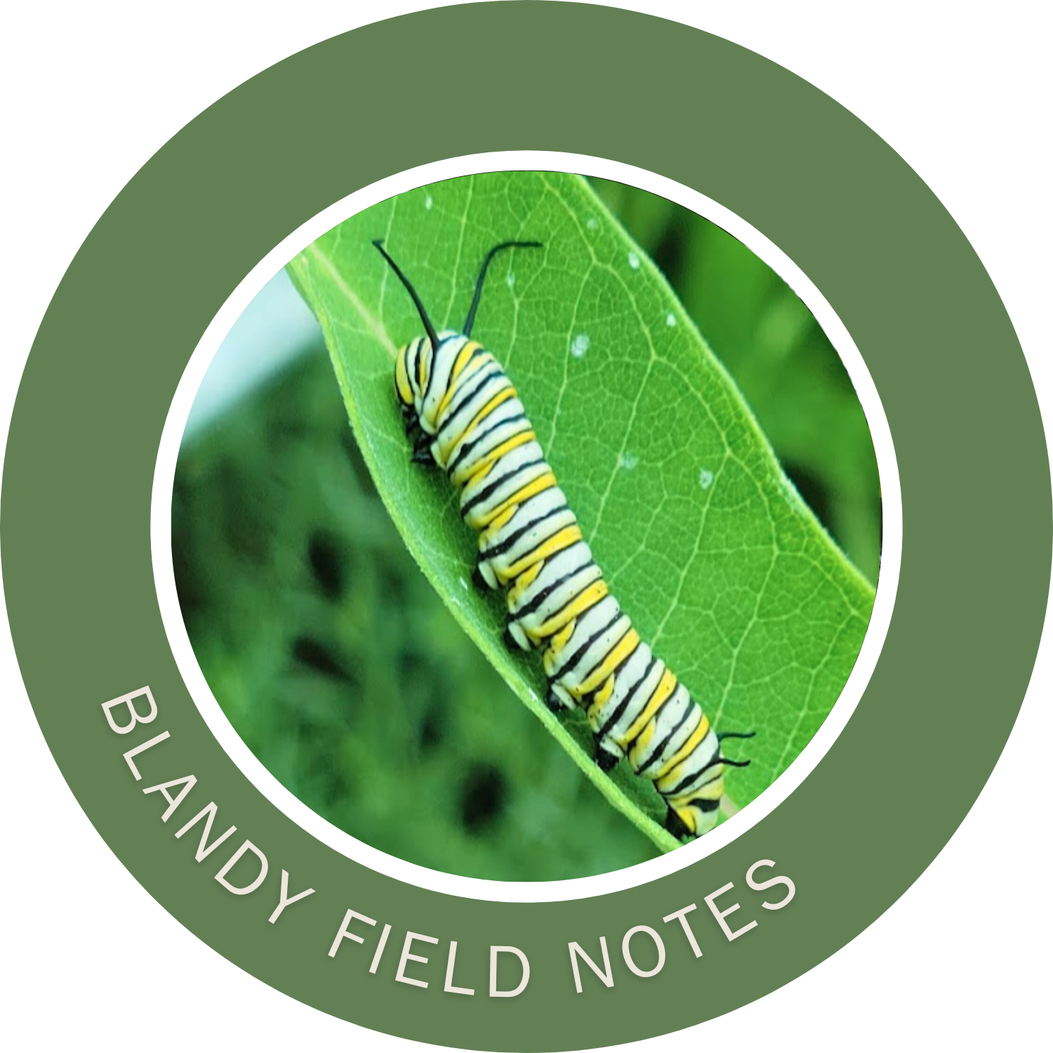 Blandy field notes monarch on milkweed leaf