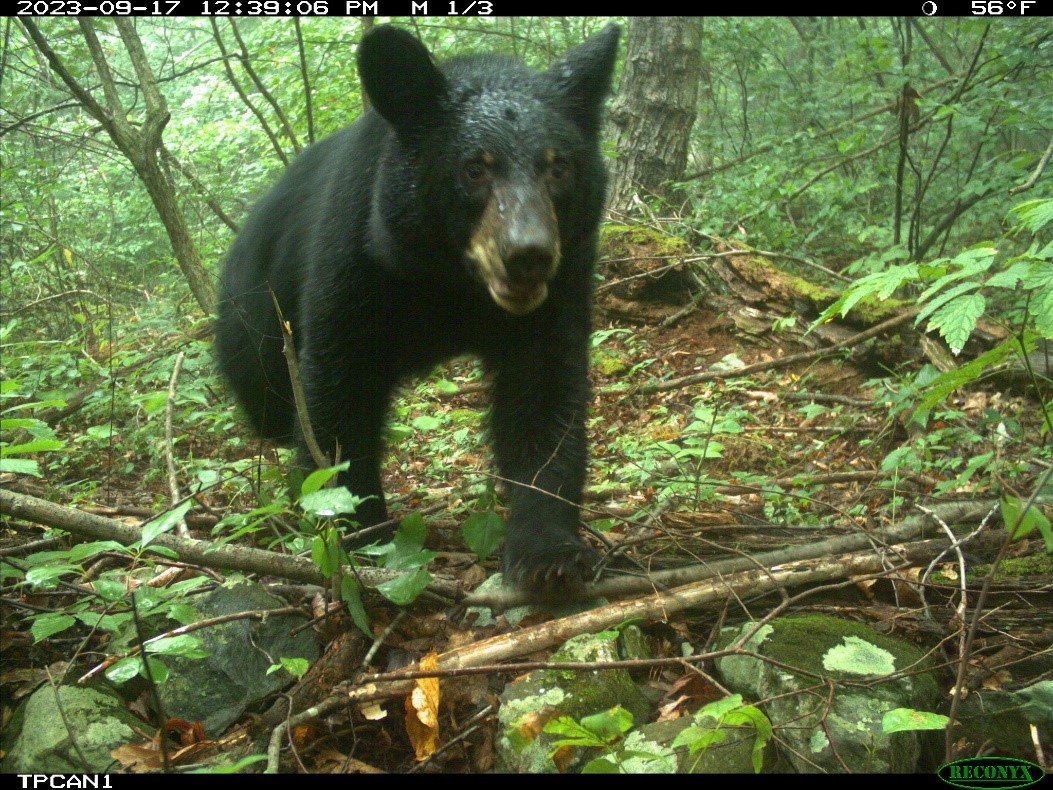 Wildlife camera photo of a black bear