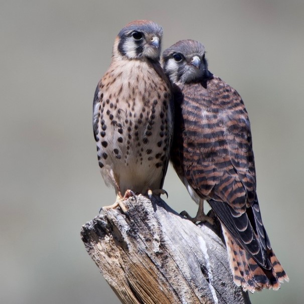 Two American Kestrels