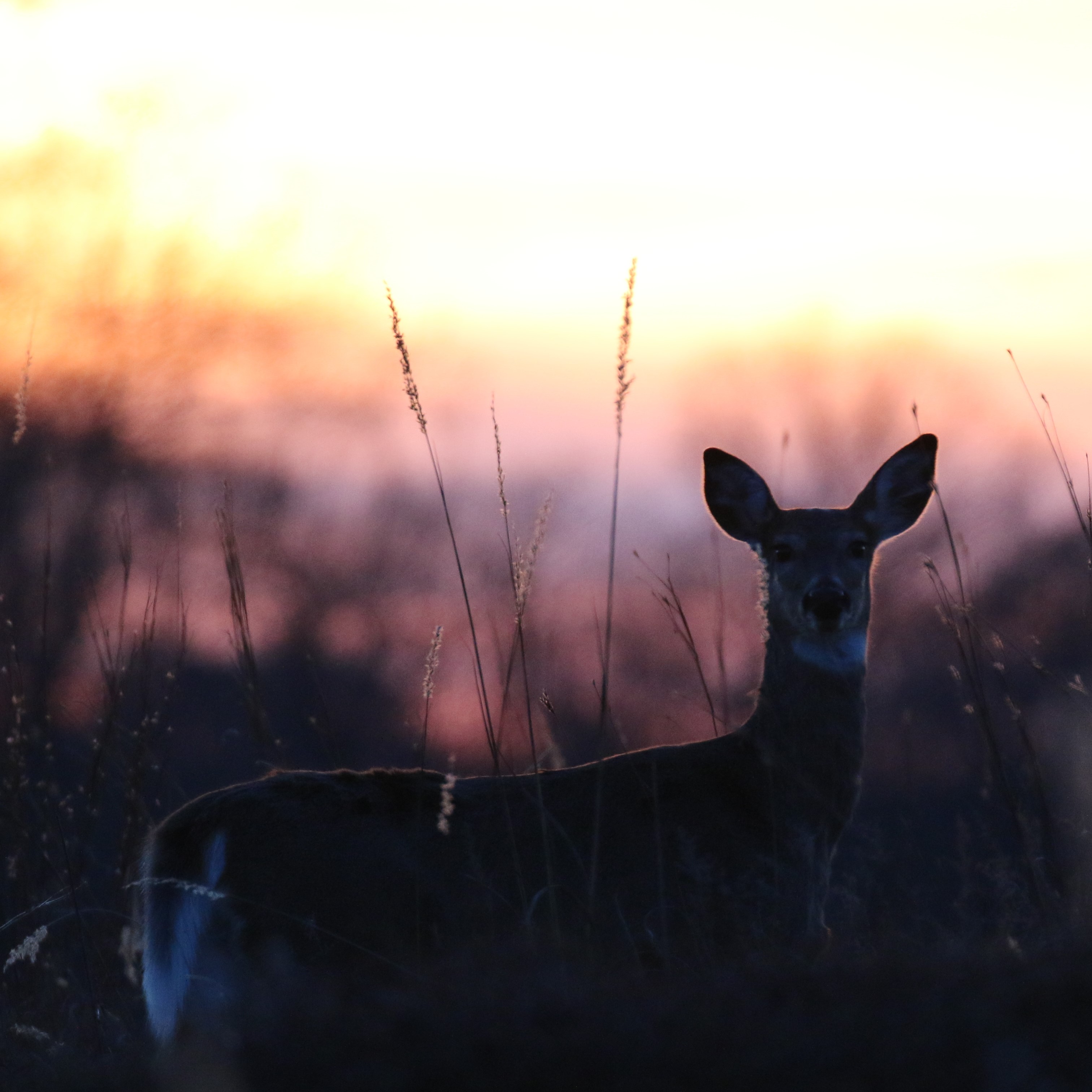 Doe at sunset