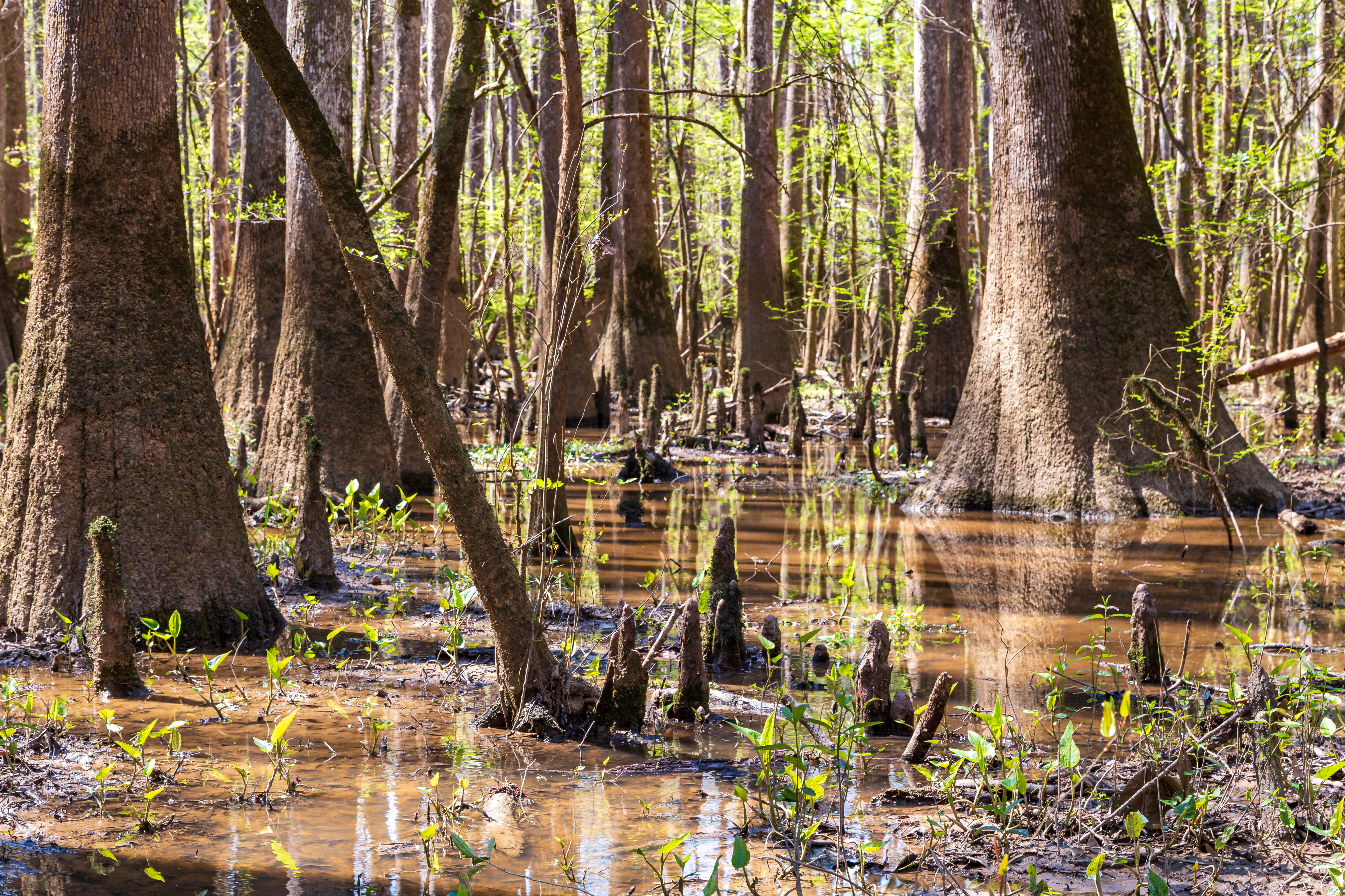 Bald cypress growing in a swamp.
