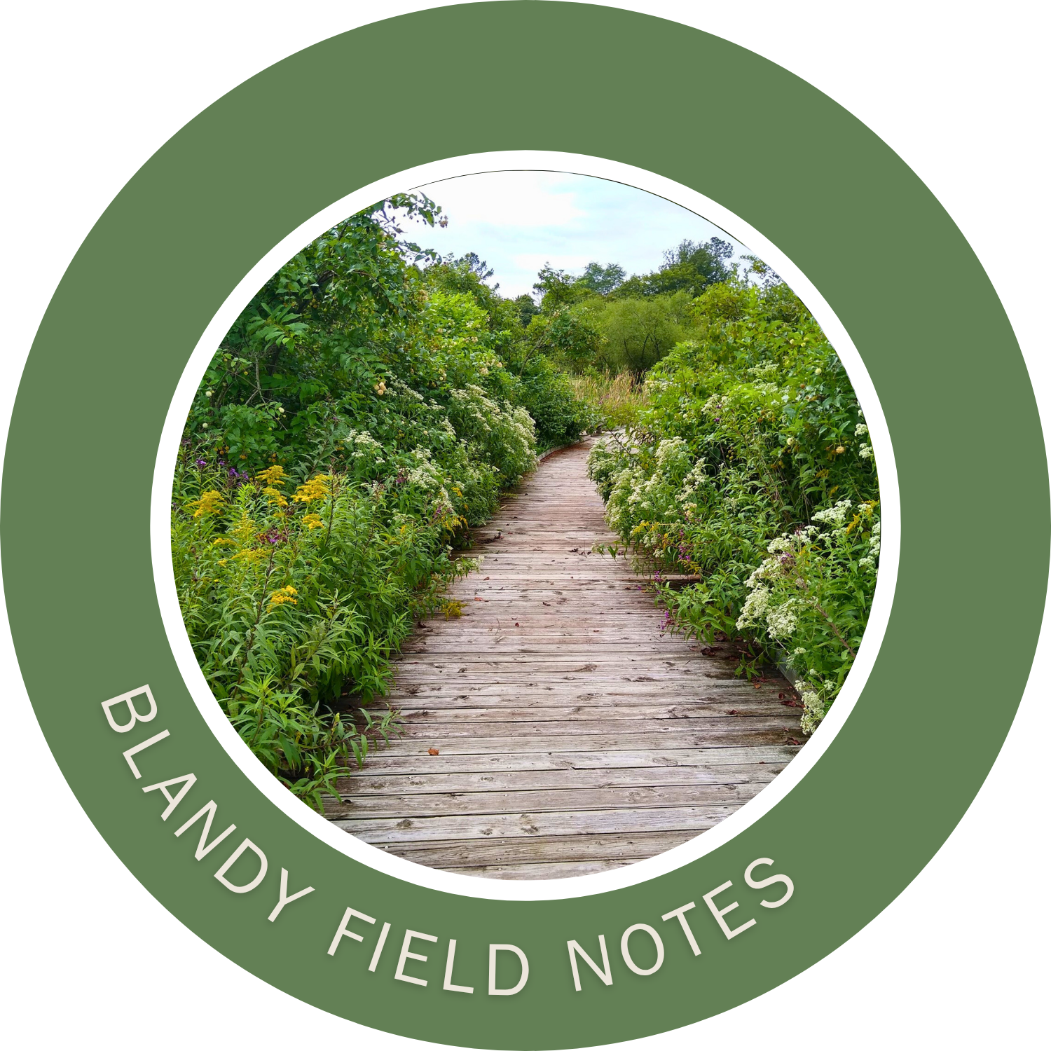 Blandy field notes: Boardwalk with flowers