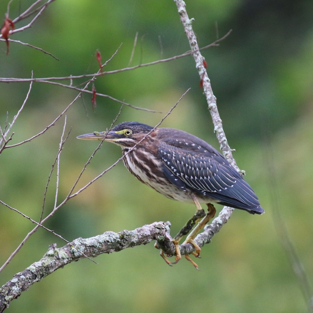 Green heron