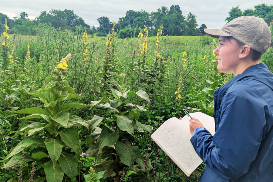 Taking inventory o the Native Plant Trail Meadow.