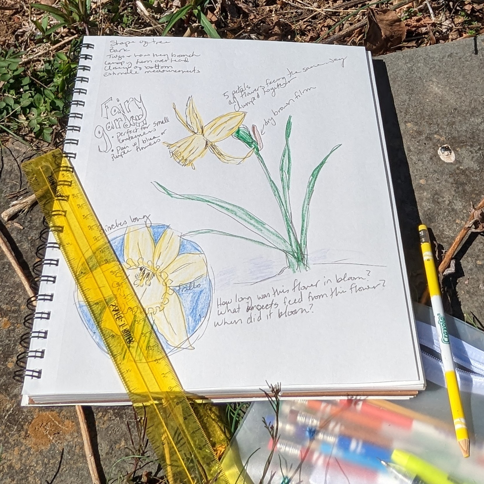 Example nature journaling page