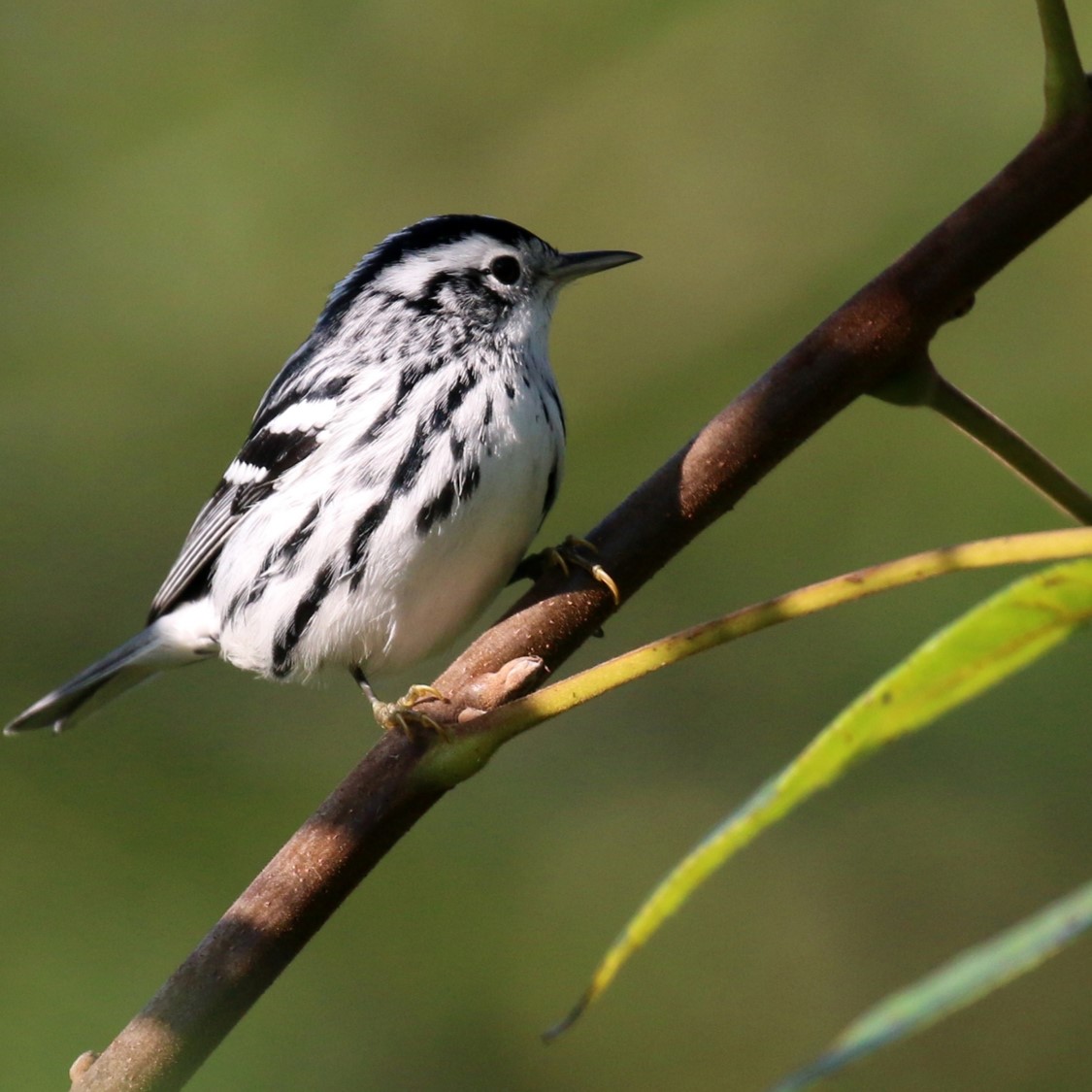 Warbler walk