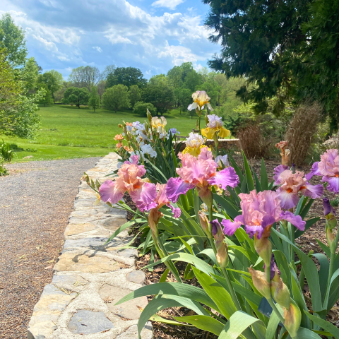 Walter Flory Memorial Iris Garden