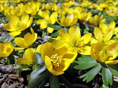 MassOfFlowers-8989-WEB.jpg