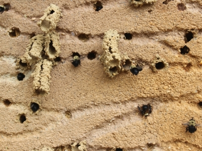 Digger bees