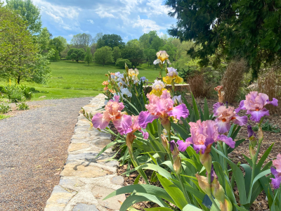 Walter Flory Memorial Iris Garden