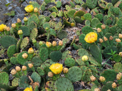 Prickly Pear