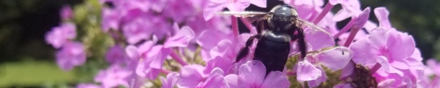 Phlox with Bumblebee