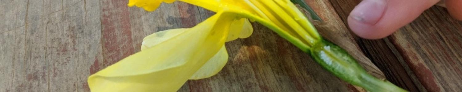20190405_Sprouts_HJBES_1st (10).jpg