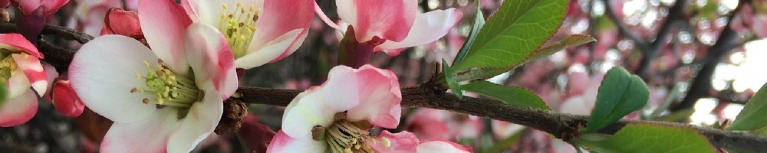 Quince horizontal (1).jpg