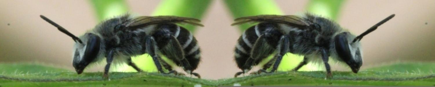 male_on_leaf_horizontal_banner.jpg
