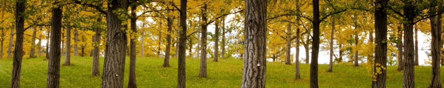 Ginkgo Panorama