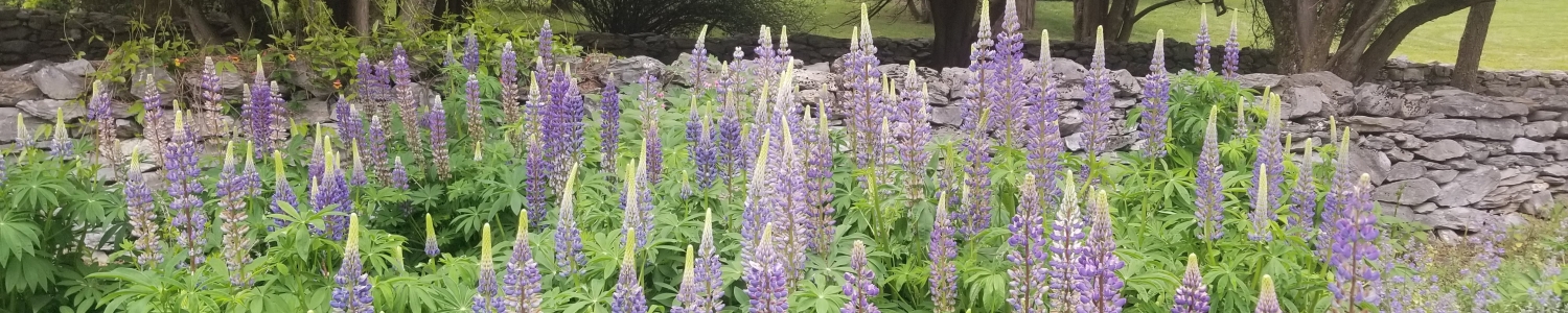 Lupine in pollination garden