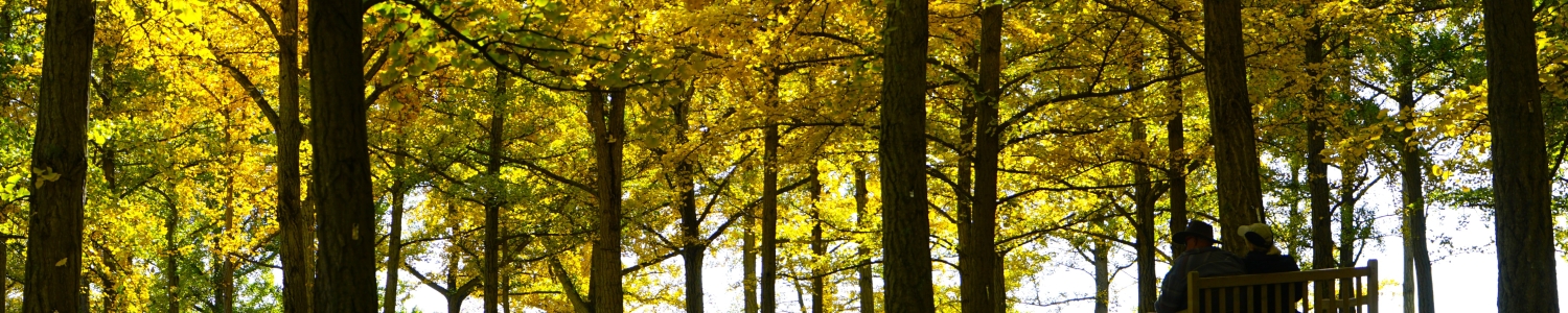 Ginkgo Grove State Arboretum of Virginia
