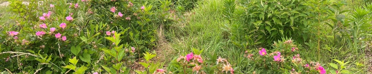 Shrublands