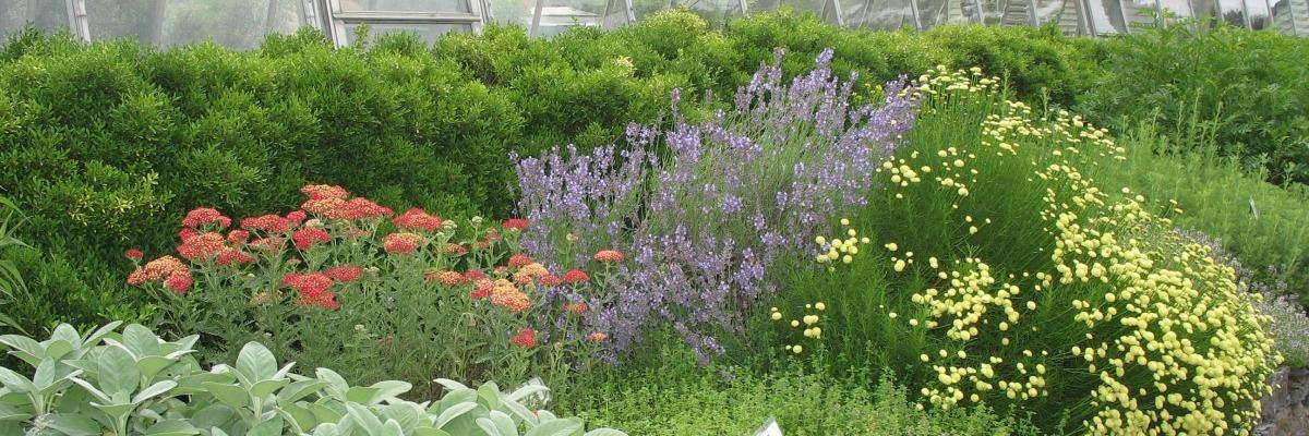 Herb Garden 2010 (3).jpg