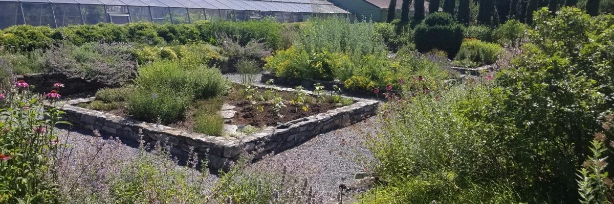 Herb Garden 2020