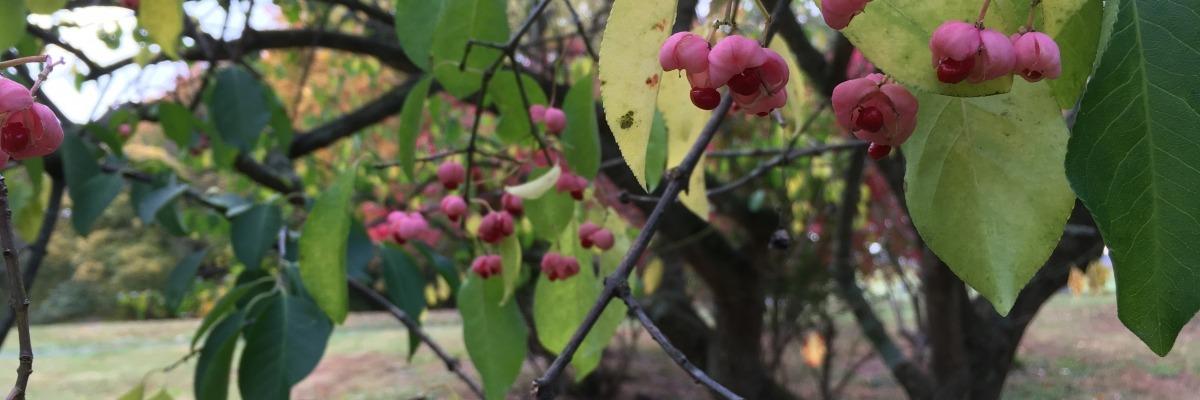 Asian Spindle Tree