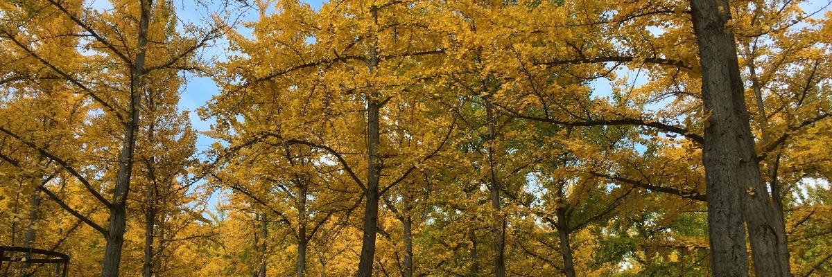 Gingko Grove