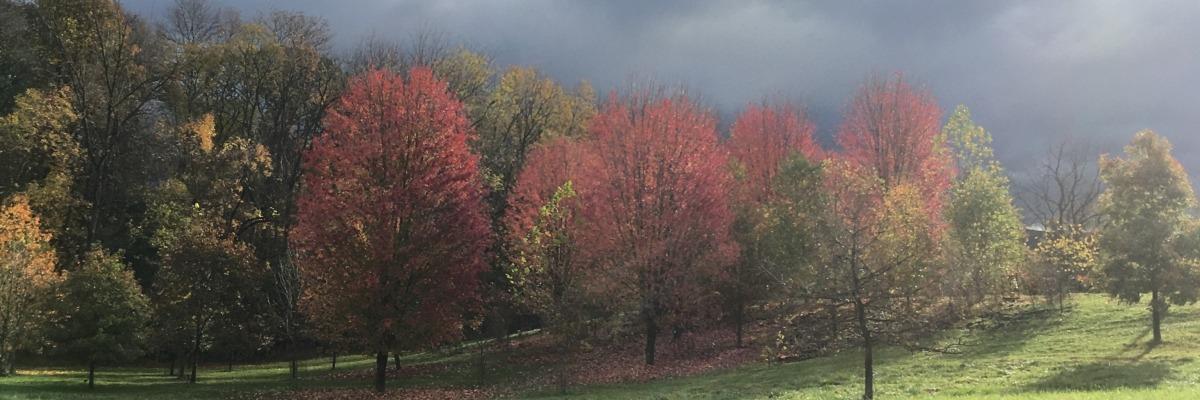 Community Forest