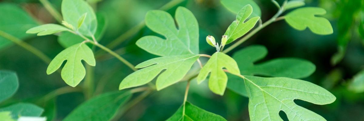 Sassafras_Leaves-RandyEveretteViaFlickr