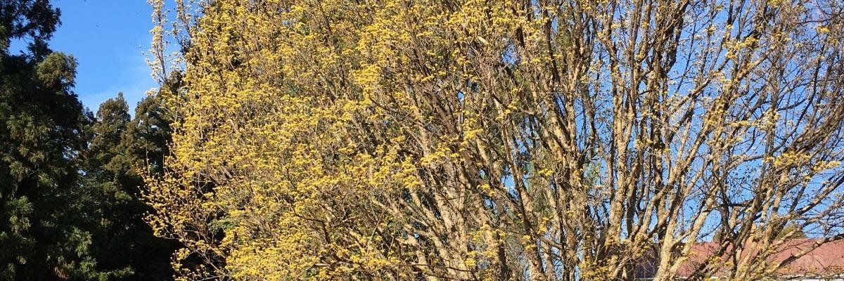Cornus officinalis - Wide.jpg