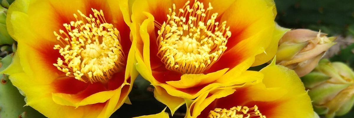 Prickly Pear