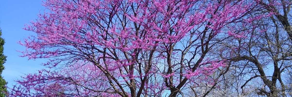 Redbud trees