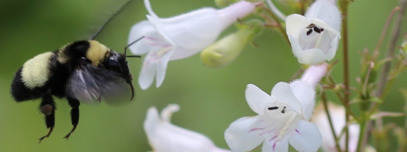 Bombus_auricomus_on_penstemon2.jpg