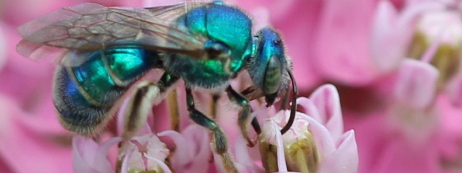 augochloropsis_metallica2_0.jpg