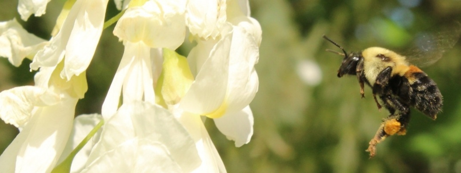 bombus_gris_hovering.jpg