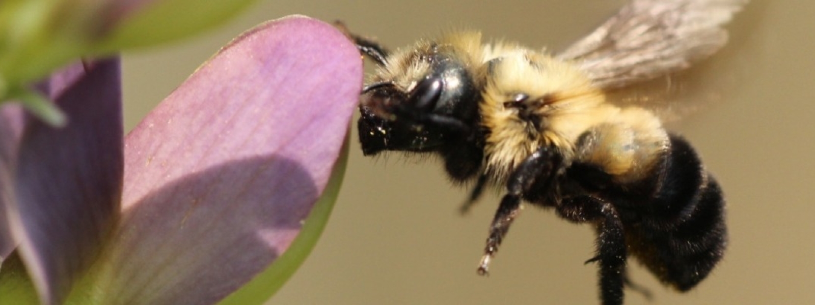 osmia_bucephala_horizon.jpg