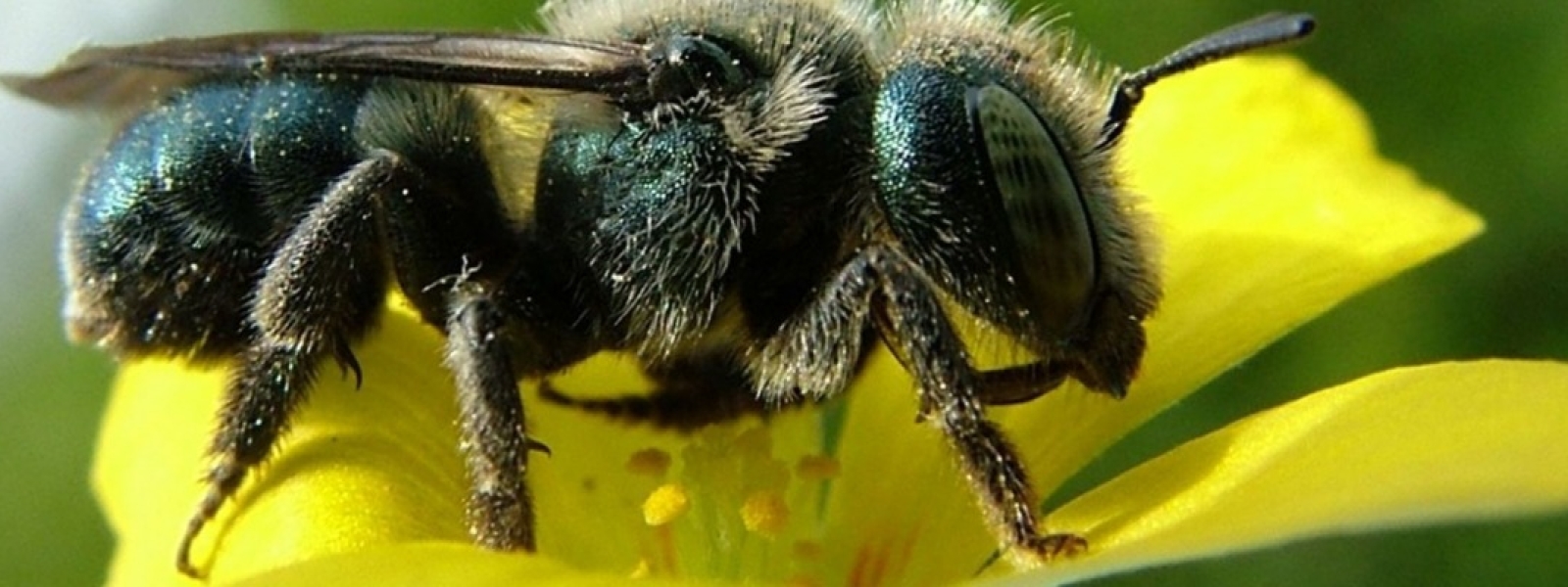 osmia_collinsiae.jpg