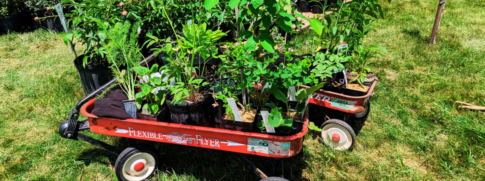 Garden Fair 2024 at Blandy