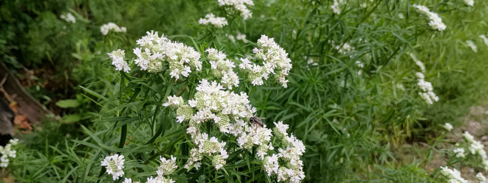 Slender Mountain-mint, Pycnanthemum tenuifolium