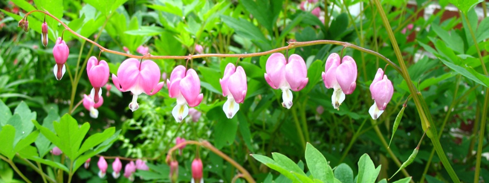 Bleeding Heart Flowers