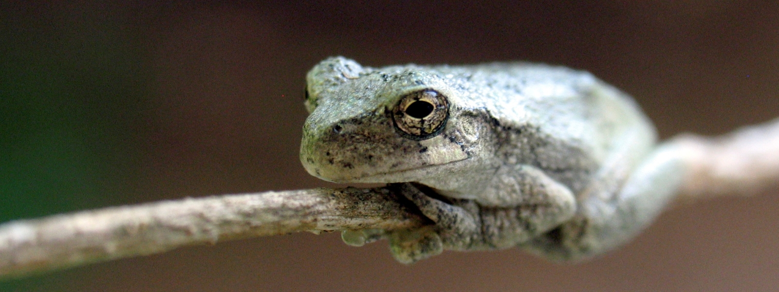 gray treefrog on a small branch