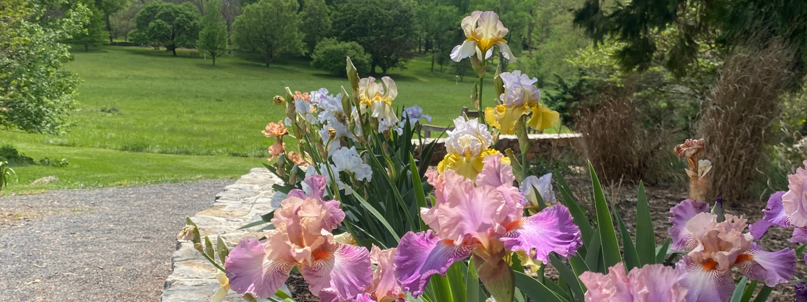 Iris Garden