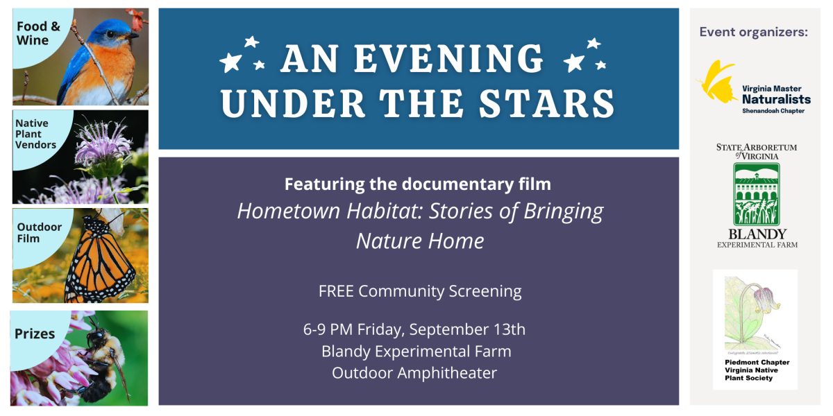 An evening under the stars