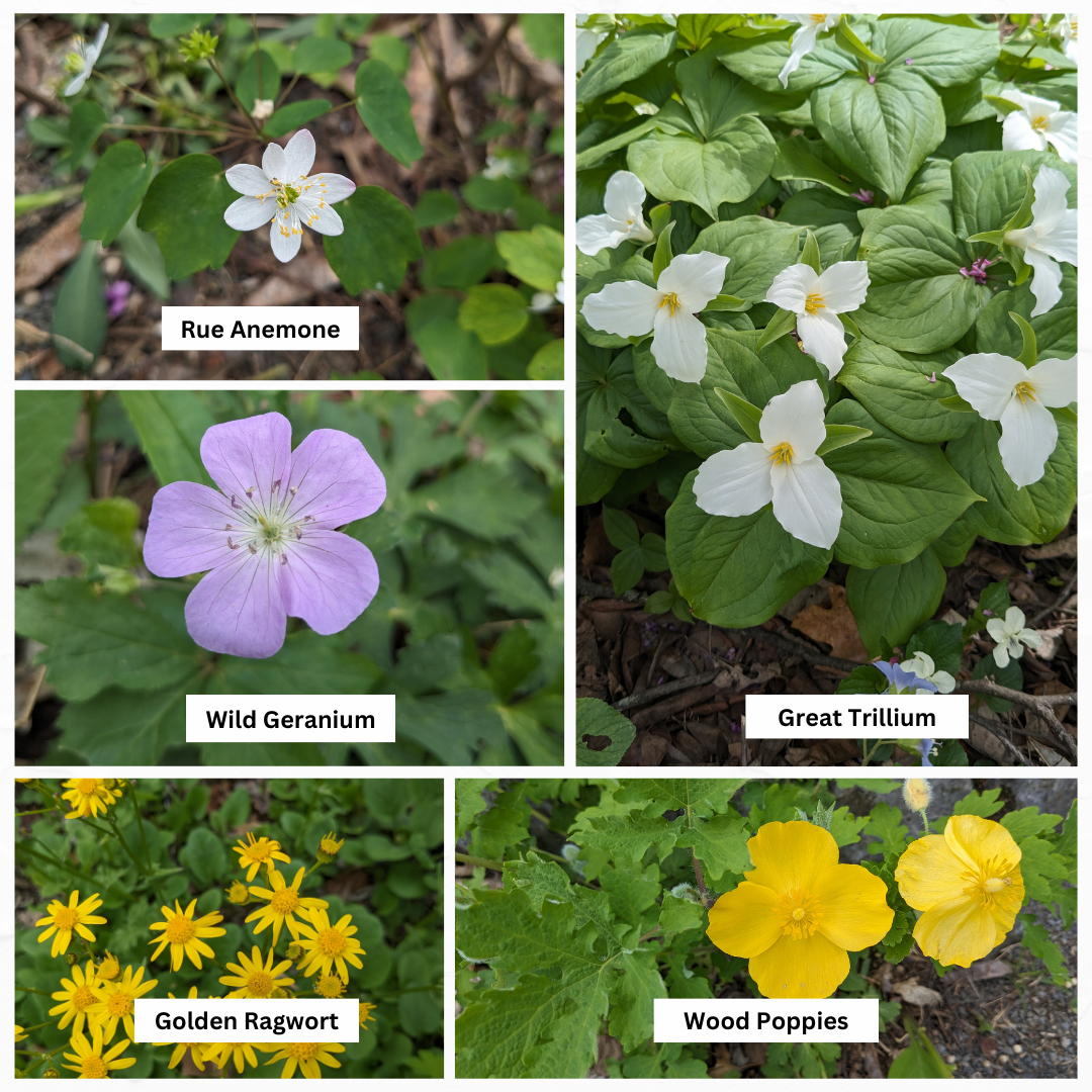 Spring Wildflower Watch- April 18th