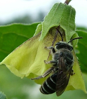 The groundcherry bee (Colletes latitarsis) 