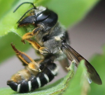 The Asian giant resin bee (Megachile sculpturalis)