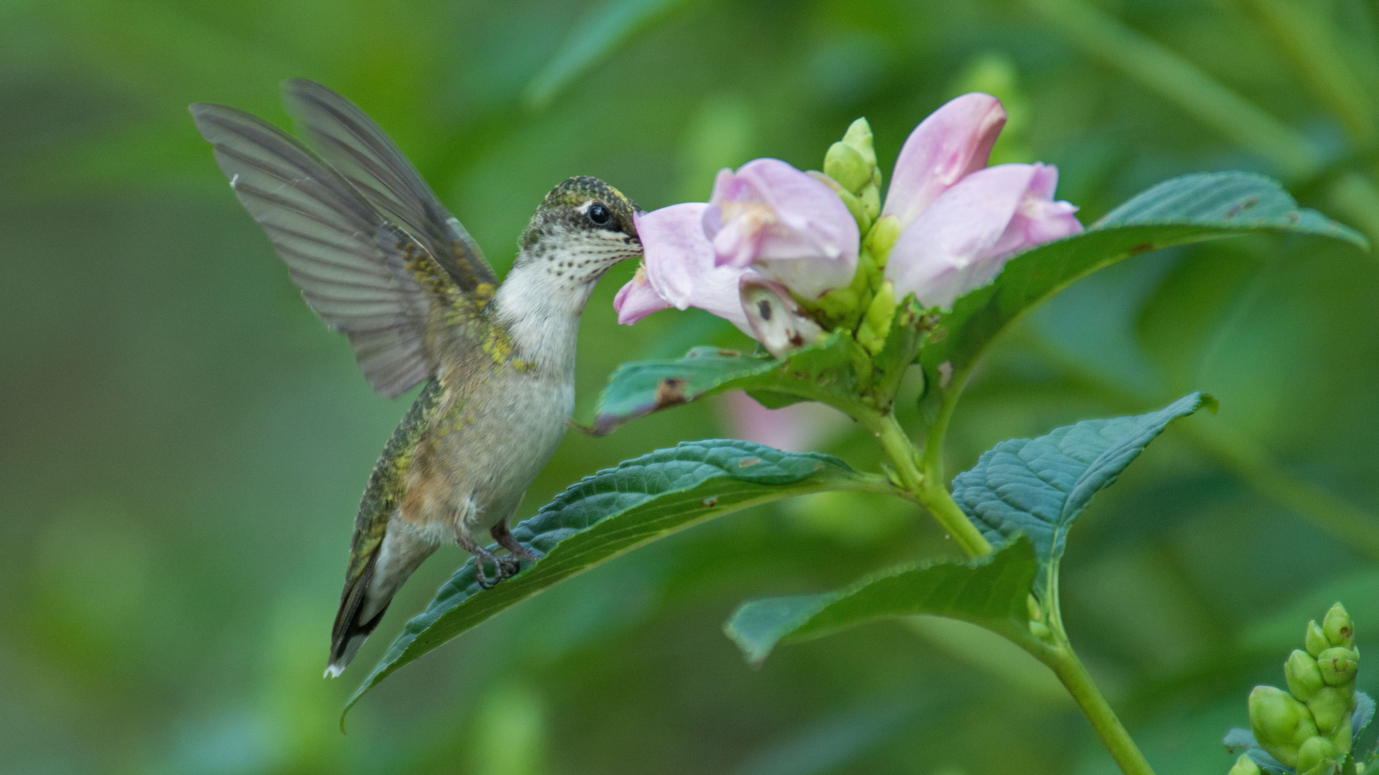 Hummingbird nectaring on a turtlehead flower