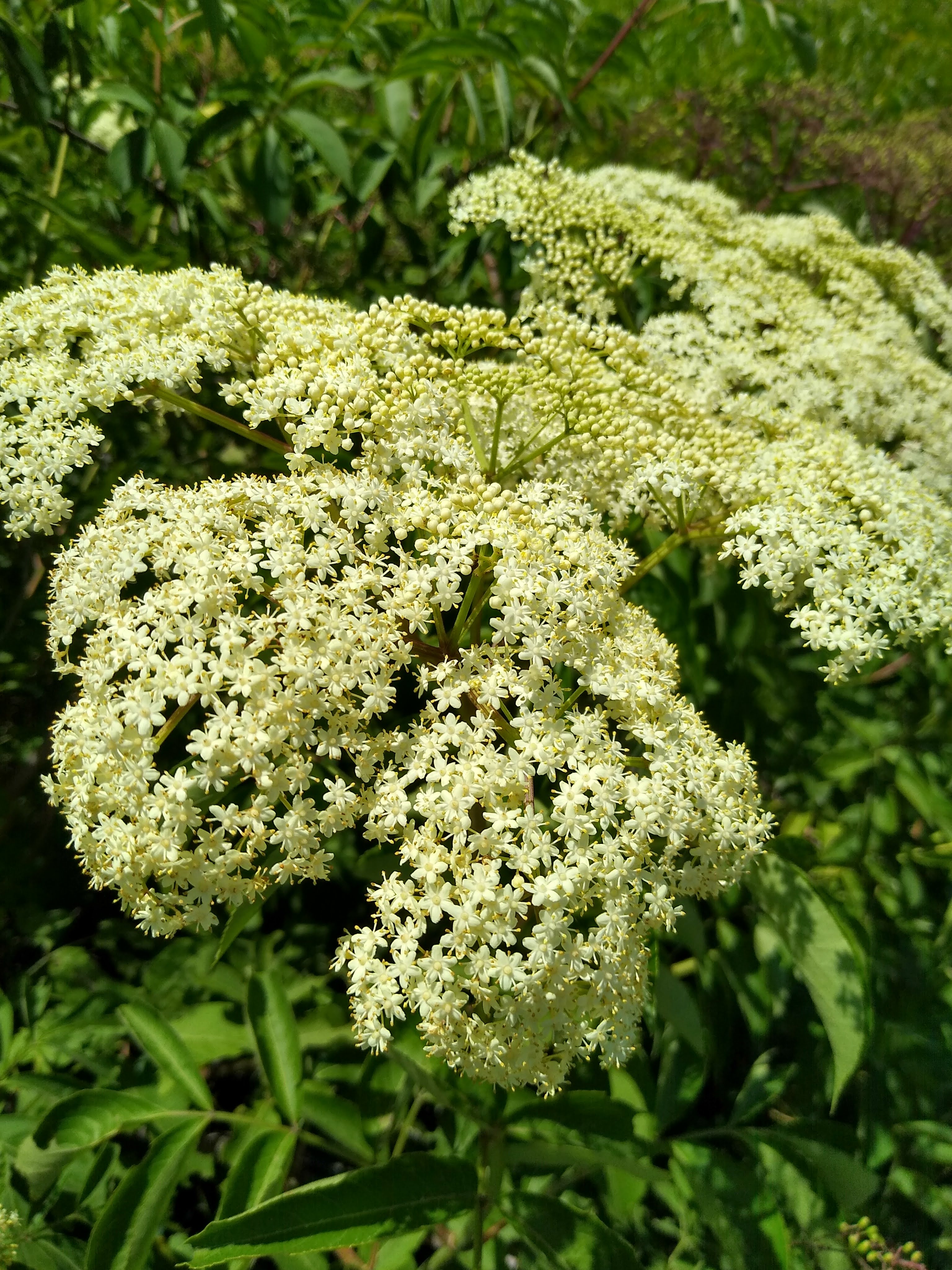 Clusters of white flowers