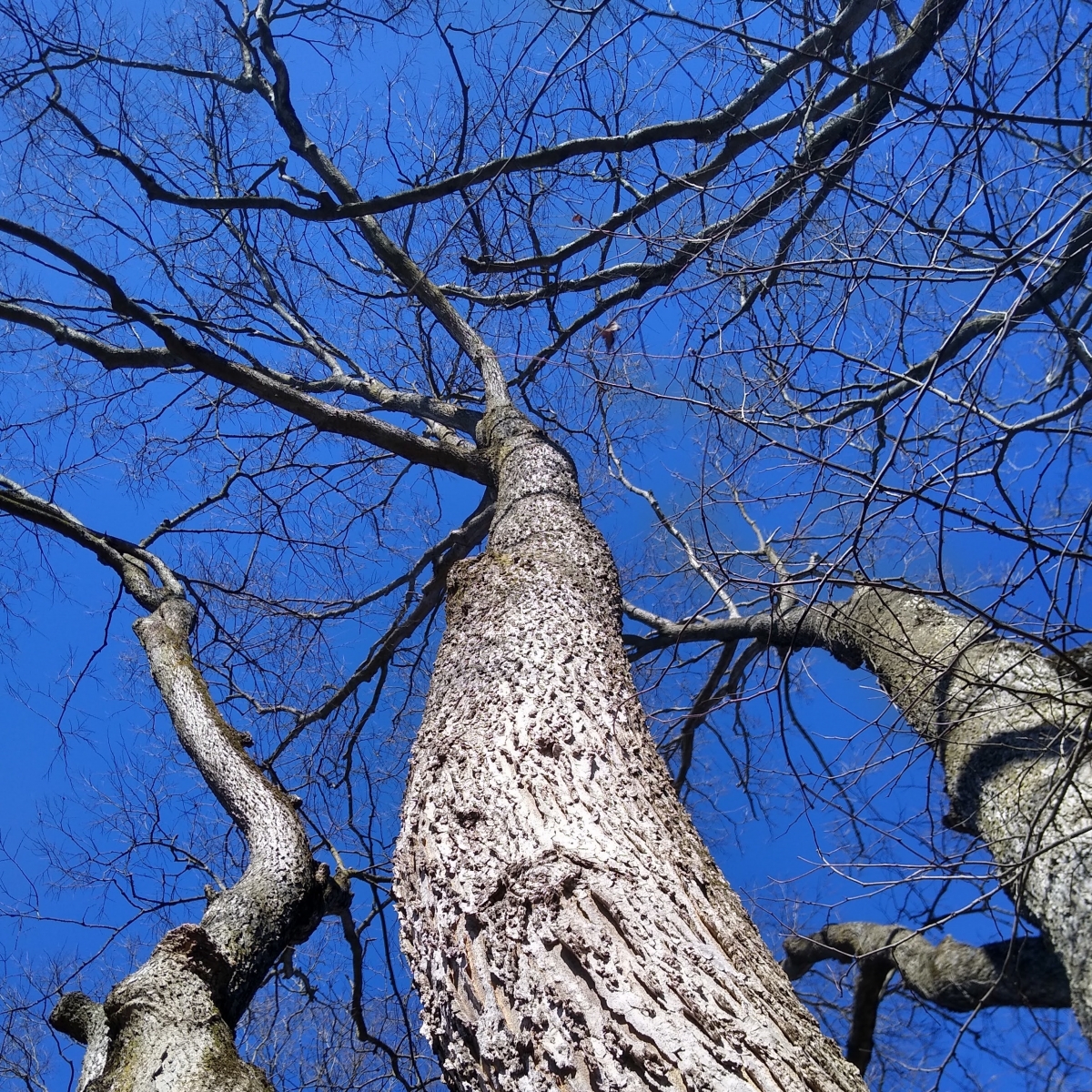hackberry branches with blue sky in background